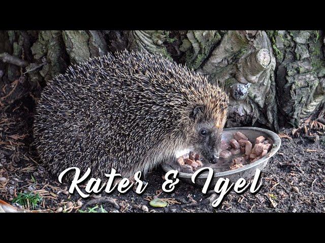 Kater & Igel