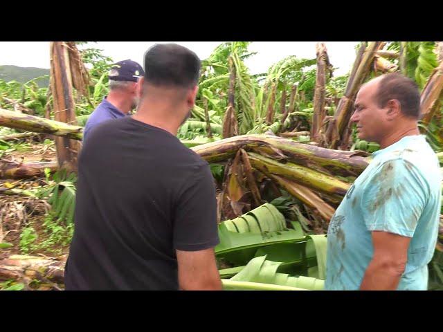 Worker retention assistance needed for cyclone affected FNQ banana growers