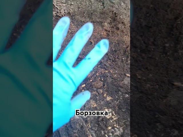 А вы знали, чем они полезны?