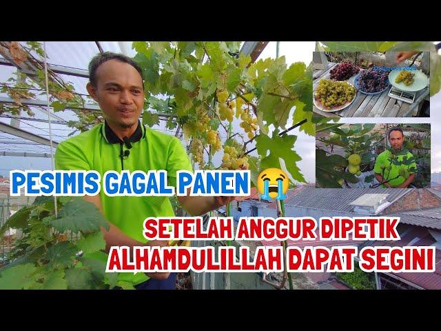 Tadinya Dikira Gagal Panen, Lah Ternyata Bisa Dapat Segini. Kebun Atap Surga Cipinang