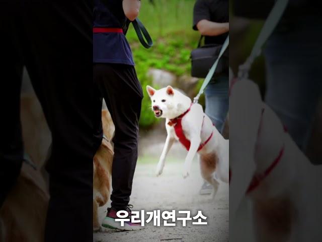 살벌한 진돗개의 싸움