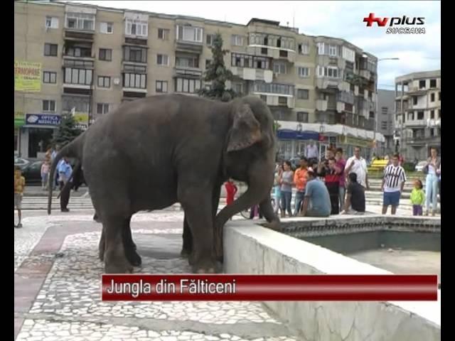 Jungla din Falticeni  - 17.07.2012