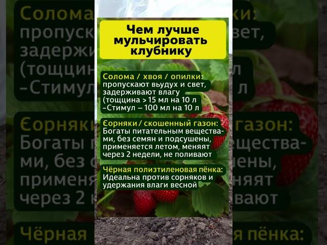  ЧЕМ МУЛЬЧИРОВАТЬ КЛУБНИКУ? 3 ЛУЧШИХ СПОСОБА! 