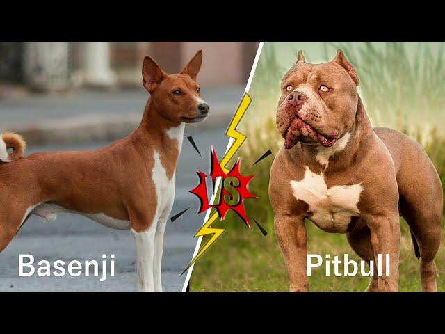 Who Will Win In A Fight: Basenji vs. Pitbull?  The Truth Revealed