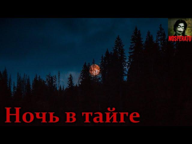 Ночь в тайге, которую вспоминаю с ужасом. Страшные истории на ночь. Страшилки на ночь