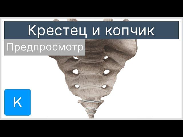 Крестец и копчик (предпросмотр) - Анатомия человека | Kenhub