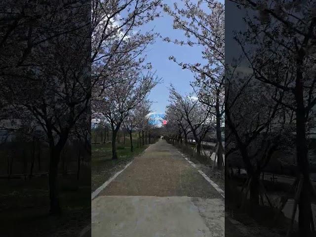 핑크빛깔 벚꽃길 a pink cherry blossom road