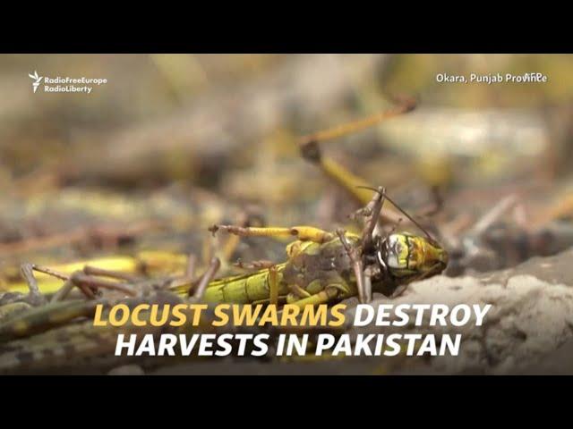 'They've Eaten Everything'  Locust Swarms Destroy Harvests In Pakistan