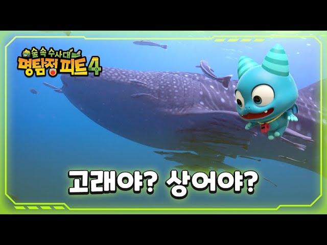 [명탐정 피트 4] - 고래야? 상어야?