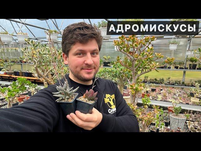 АДРОМИСКУС (ADROMISCHUS) ТОЛСТОЛИСТНЫЙ КОРОЛЬ СУККУЛЕНТ