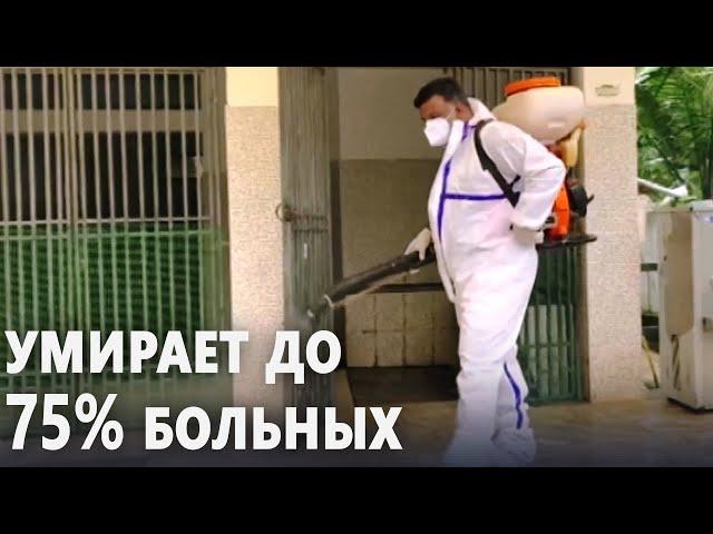 Смертельно опасный вирус Нипах распространяется на юге Индии