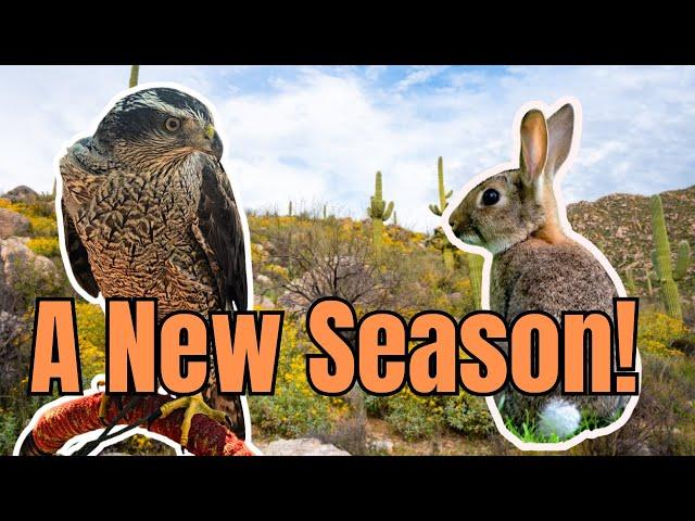 Desert Falconry!  Goshawk vs Cottontail Rabbits