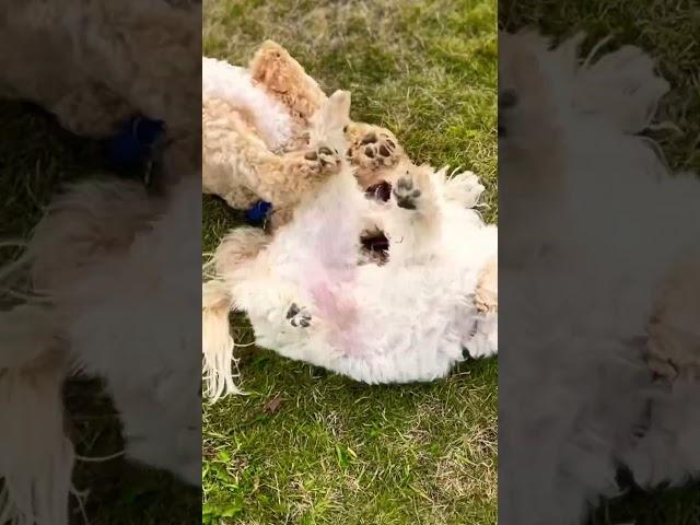 These puppies are best pals  #dog #cute #puppy