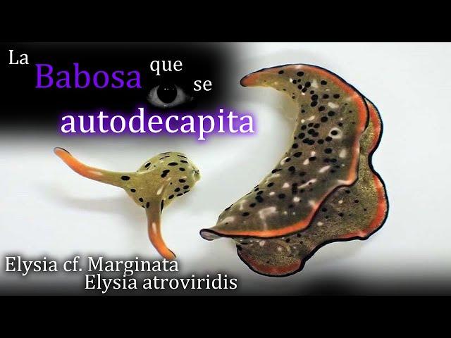 Las babosas que se autodecapitan ¿Por qué lo hacen?:  Elysia cf. Marginata y Elysia Atroviridis