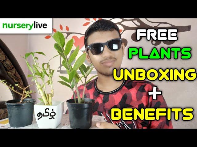 Free indoor Plants  Unboxing | NurseryLive Free Plants Tamil | Tech Galata 