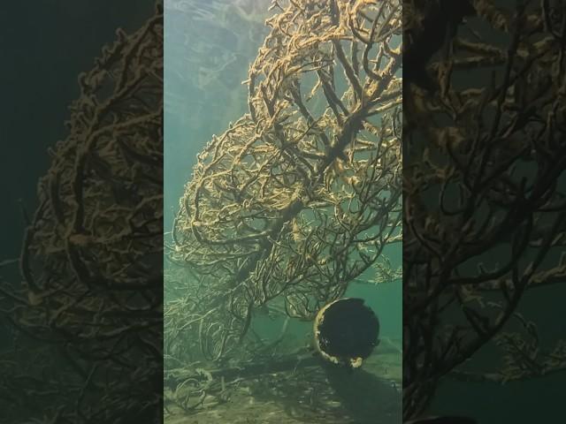 No one dives here anymore  Join me on an exploration of Jenny Lake’s underwater forest #scuba