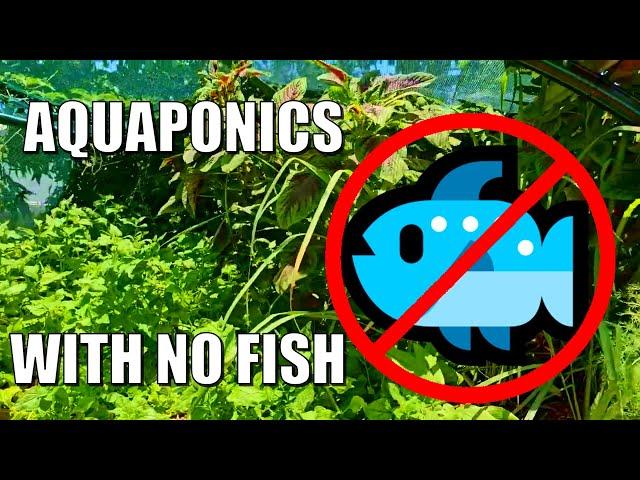 Aquaponics Nutrient Bank - Growing Plants with No Fish