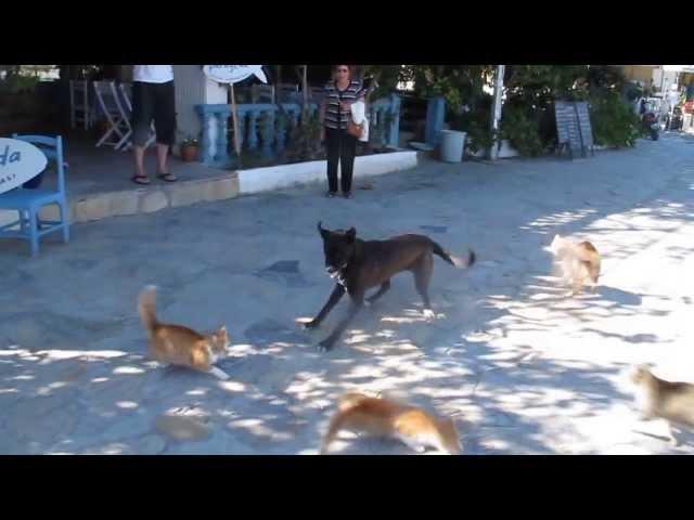 Dog and cat fight