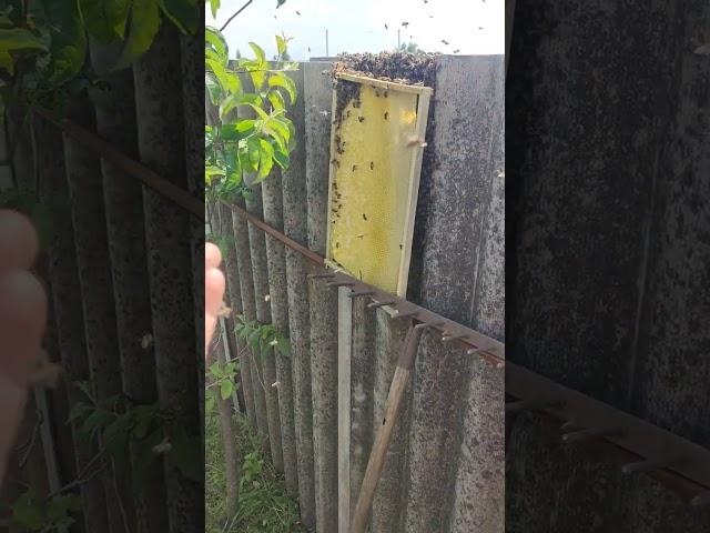 Как ЗАБРАТЬ ПЧЕЛИНЫЙ РОЙ ЕСЛИ ОН СЕЛ В НЕУДОБНОМ МЕСТЕ и его невозможно струсить в ящик ️