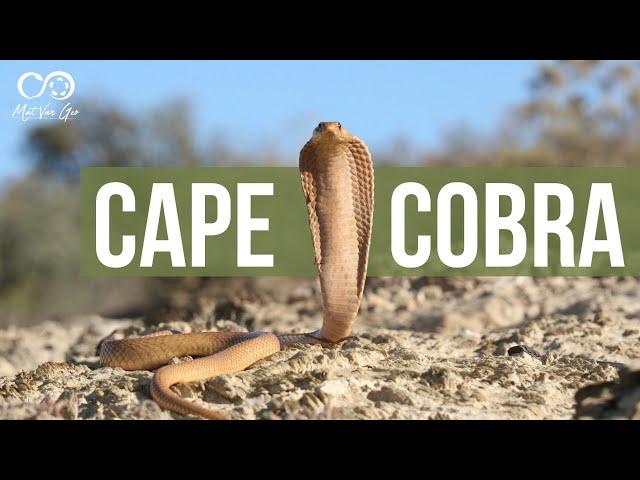 Cape Cobra (Naja nivea) | Herping South Africa - Montagu