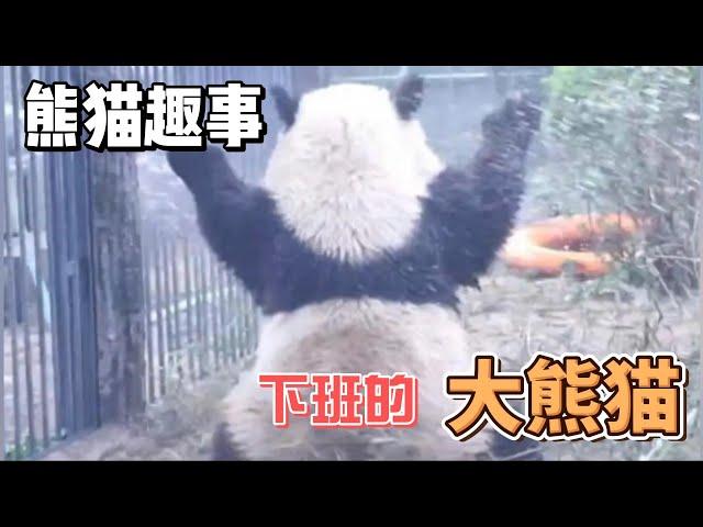 熊猫趣事，带你了解不一样的熊猫世界，那些不愿意加班的大熊猫#panda #熊猫 #百科 #萌宠 #萌兰