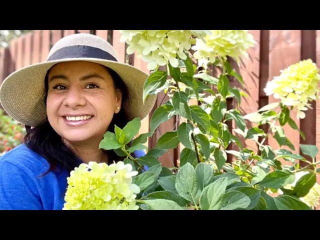 Limelight Hydrangea