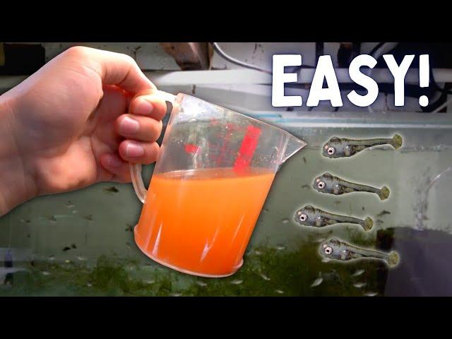 How to Hatch Brine Shrimp Eggs the Easiest Way!