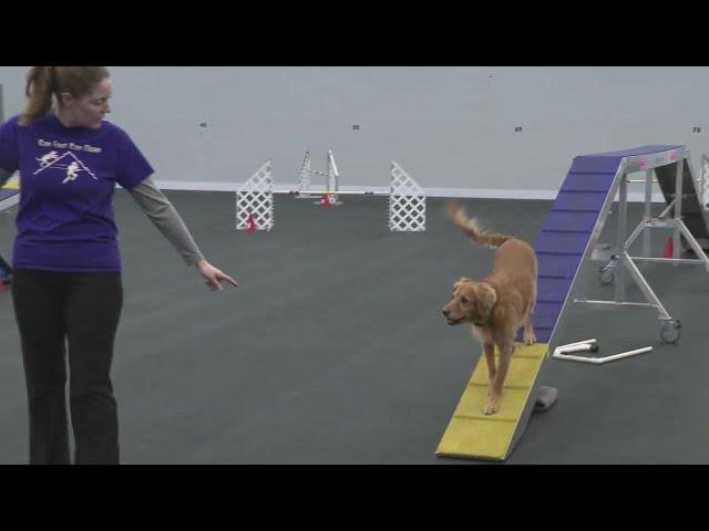 AKC Agility National Competition Training