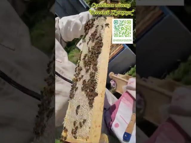 Утро на нашей пасеке #пчеловодство #beekeeper #bee #пп