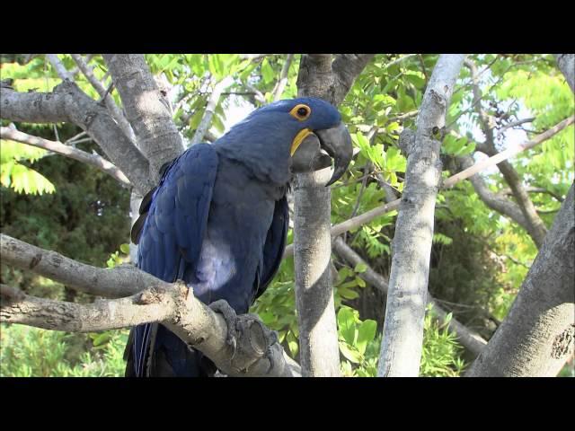 San Diego Zoo Kids - Hyacinth Macaw