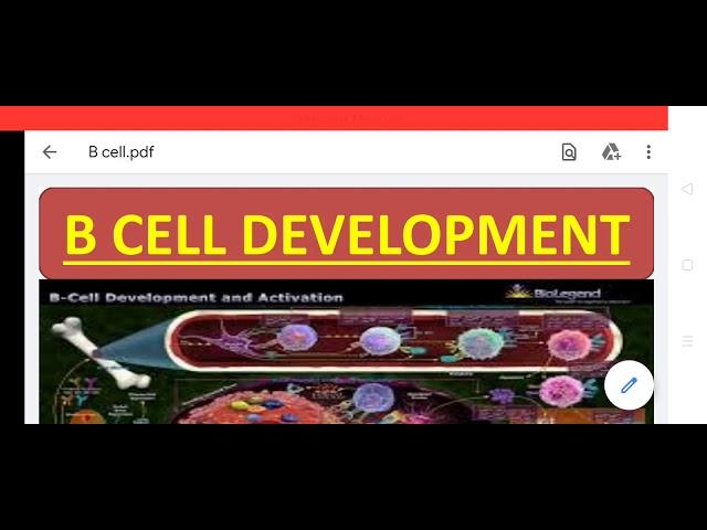 B- Cell Development (Part 1)