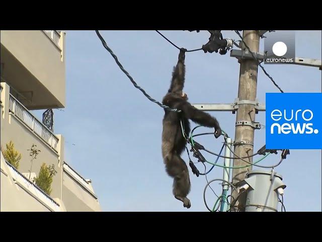 Chimp escape: Primate swings from live power lines, falls from electricity pole | euronews 