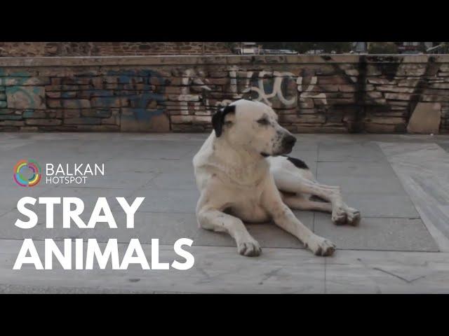 Start to care. Stray animals.