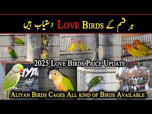 Birds Shop in Lalukhet Birds Market Karachi | Pet Shop in Karachi | Danish Ahmed Vlogs