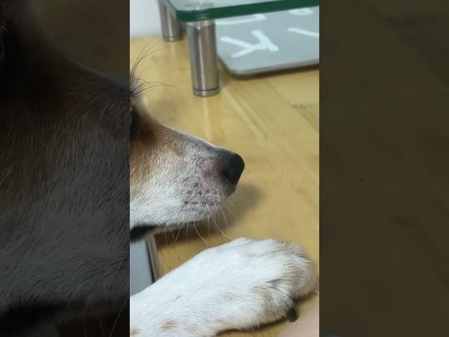 손 쓰는 강아지