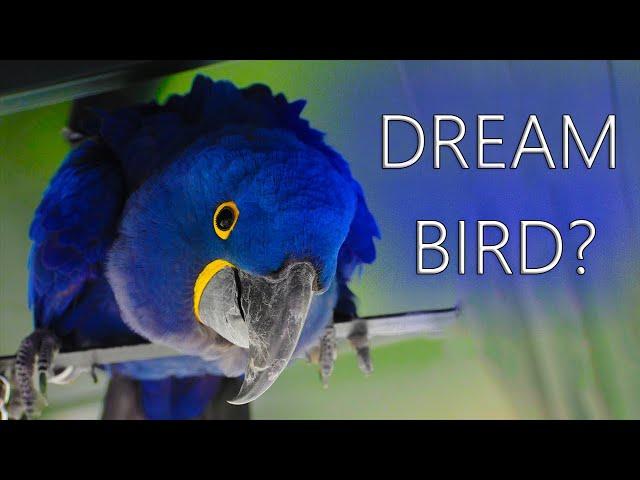 Are Hyacinth Macaws The DREAM Bird?