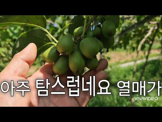 토종다래농장 탐방  24-114편