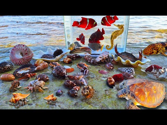 Find conch hermit crab snails, colorful fish in the sea, seahorses, sharks, sea fish, turtles