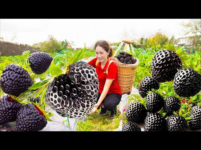 HOW Harvesting Black Strawberry Goes to Sell - Make delicious strawberry sauce to eat with bread