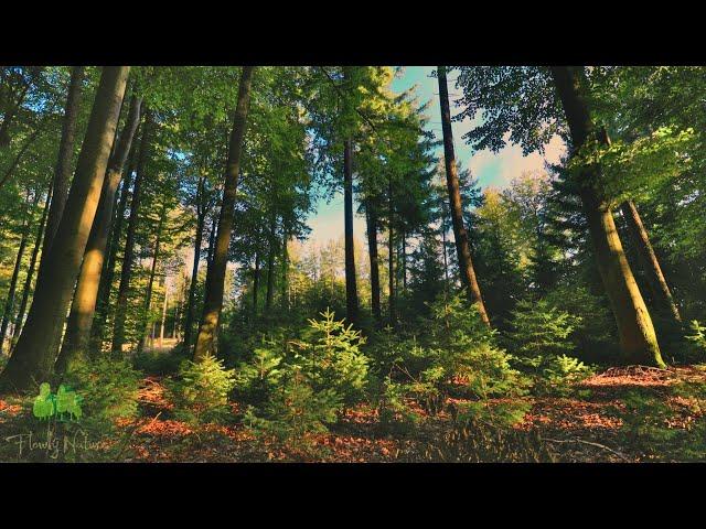  4K - Relaxing Nature Sounds, Forest Sounds, Bird Song