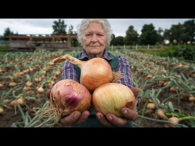 The Secret to Giant Onions – Just Add THIS to Your Soil!