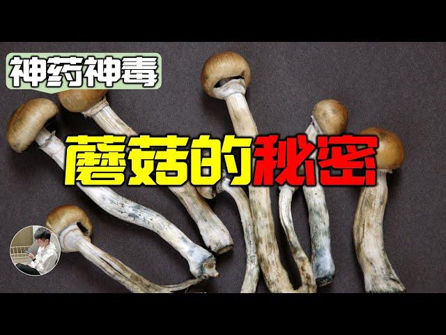 毒蘑菇能夠治療抑鬱症？宗教通靈之物是如何改變歷史的。