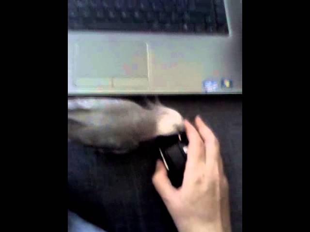 Korvus Computer Mouse