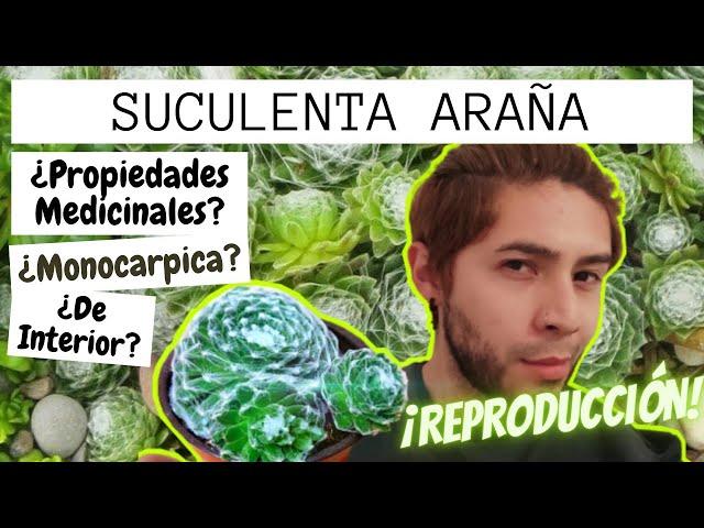 Todo sobre ️ Sempervivum Arachnoideum | PROPAGACIÓN & CUIDADOS ️ #sempervivum #suculentas #araña