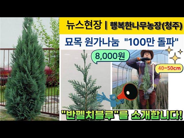 [뉴스현장II] 묘목 원가나눔 "100만 돌파" 반펠츠블루 4~50cm 초특가 가격실화? [500주 한정판매]