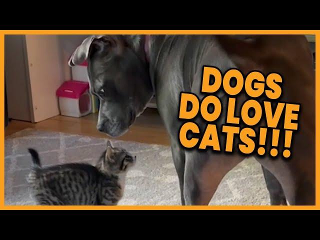 These Dogs Just Love Cats! ️ #compilation | PAWSOME PETS