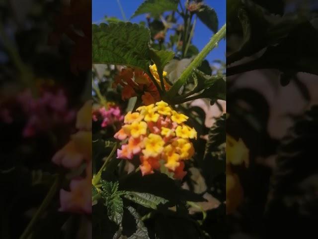 Lantana - Lantana Camara. A shrub that has flowers that change colour as they mature.