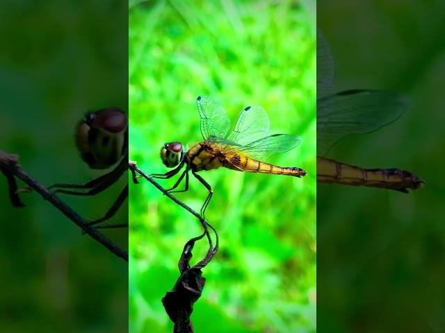 #nature #relaxing #biography #naturephotography  #biologystudy #srilanka 