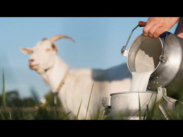 The Best Goats for Milk on the Homestead (Top 5 Dairy Goat Breeds)