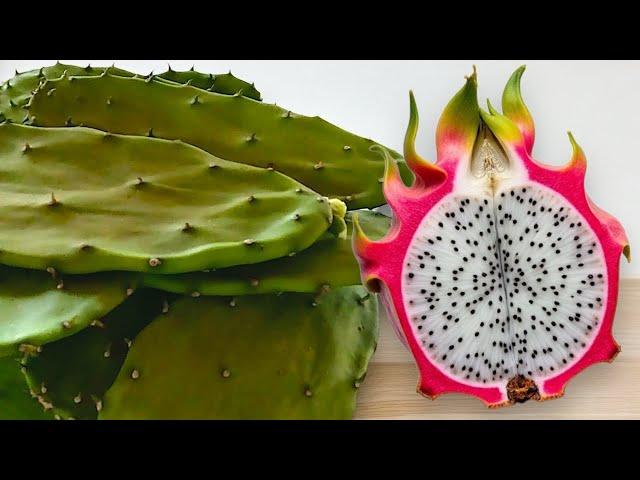 I spent 1095 days growing dragonfruit, and then I ate the cactus (The full story)